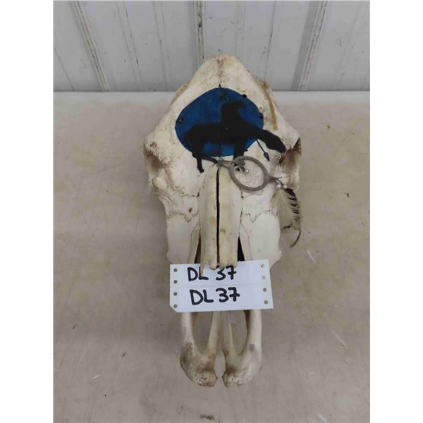 Horse? Skull with Art Work 19'' Long