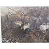 Image 2 : Wolf Print by Neil Blackwell 39'' x 28'' No Glass