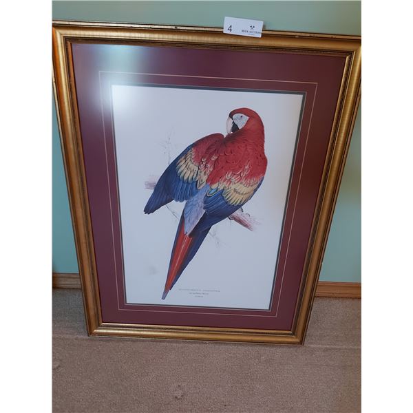 Print Of A Macrocercus Aracanga (Red And Yellow Macaw) 2/3 Nat Size - 23 3/4 W x 29.5H