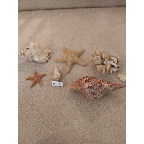 Beach Décor - Coral, Starfish, And Shells