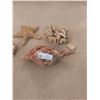 Image 3 : Beach Décor - Coral, Starfish, And Shells