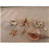 Image 4 : Beach Décor - Coral, Starfish, And Shells