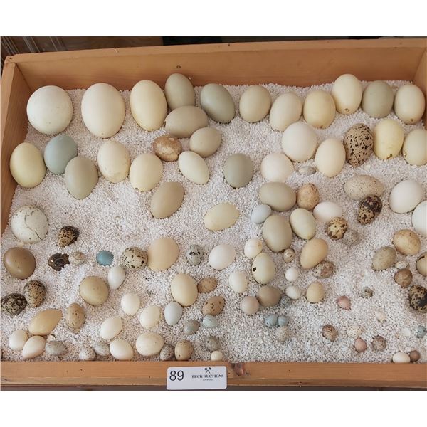 Assorted Blown Eggs In Tray (Ready For Crafting)