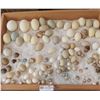 Image 1 : Assorted Blown Eggs In Tray (Ready For Crafting)