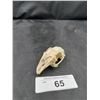Image 1 : BIRD SKULL