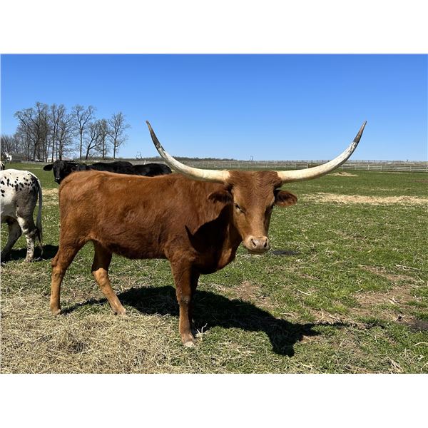 Nel-Tam Sittin on Gravity