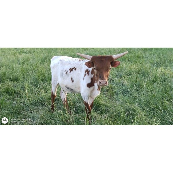 Meadow Green Jubilee