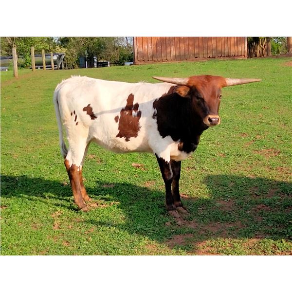 Sunhaven Mystic Dyna