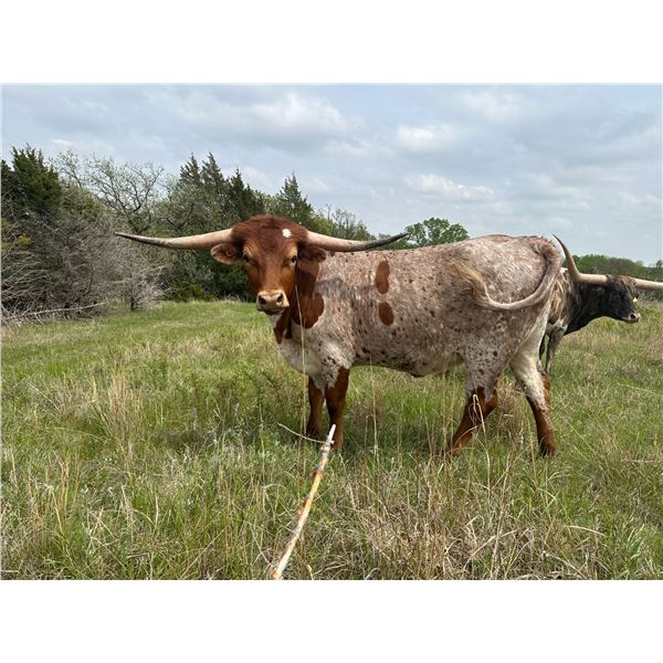 Hangin J's Maiden Voyage