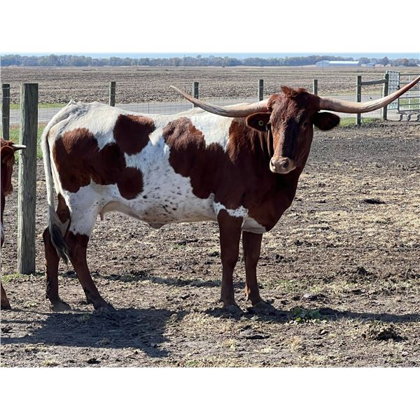 SR Clout's Swan Dive9106