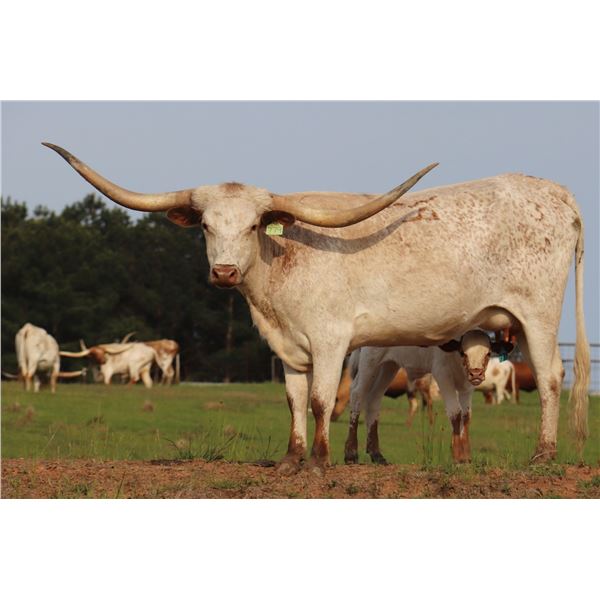 BETTING ON DIXIE BCB