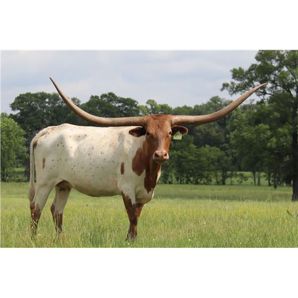 RESPECT MY SWAGG BCB