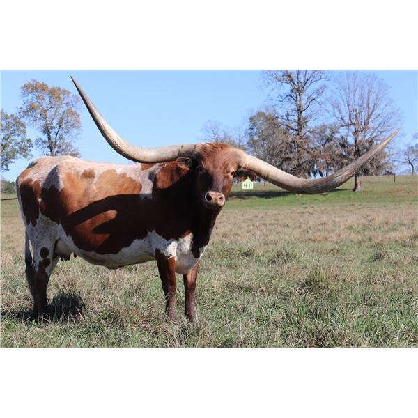 SWAGGERS FLOWER GIRL HCL