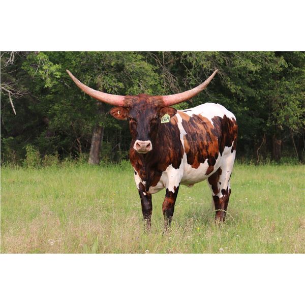 SWAGGER'S DELUGE BCB