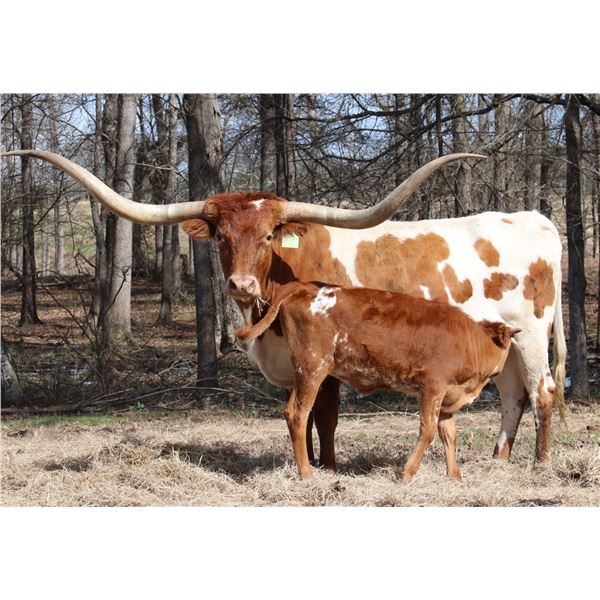 REPLACEMENT - TACO 4