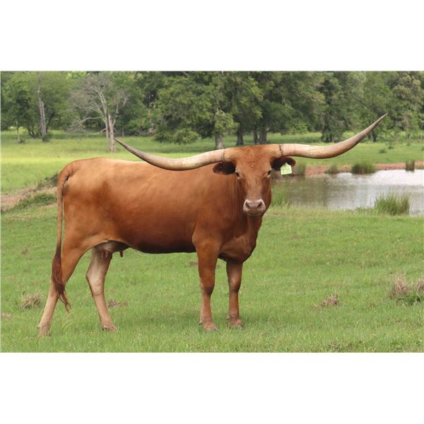 GAMBLE IN DIAMONDS BCB