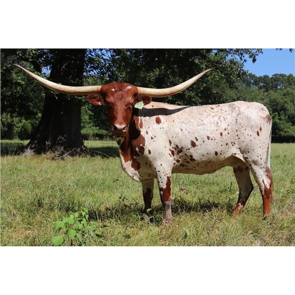 REPLACEMENT - HOT DAM HCL