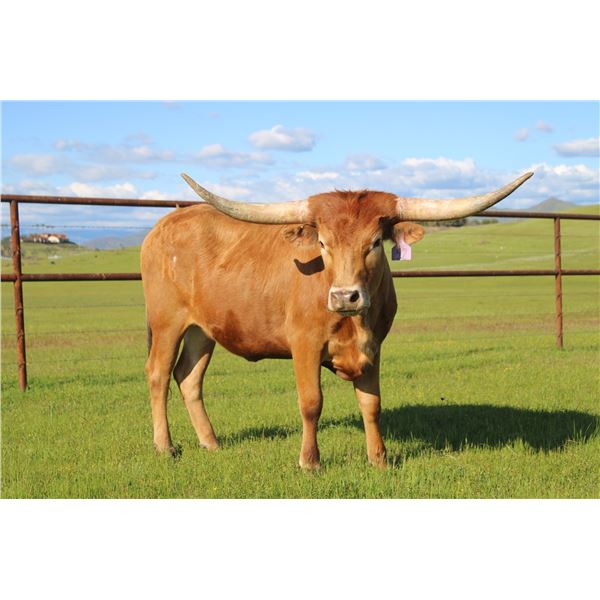 SSR RED DEAD REVOLVER