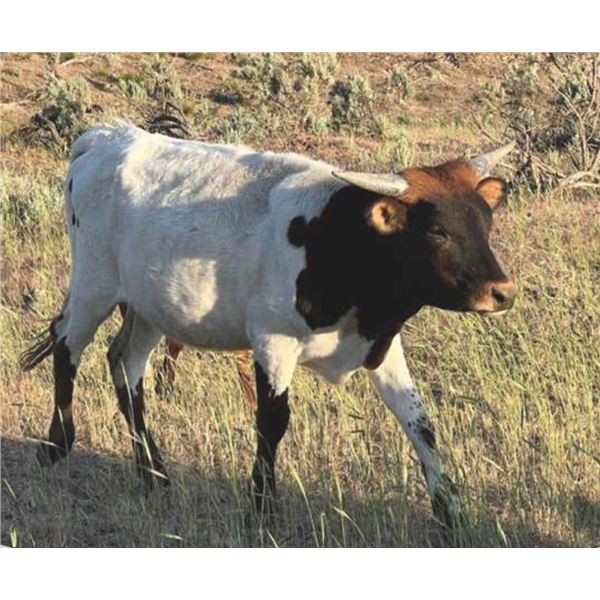 WB Gunsmoke's Hot Topic