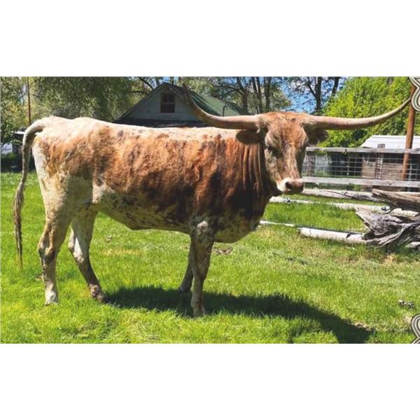 SCRATCH - SRL CASSIDY