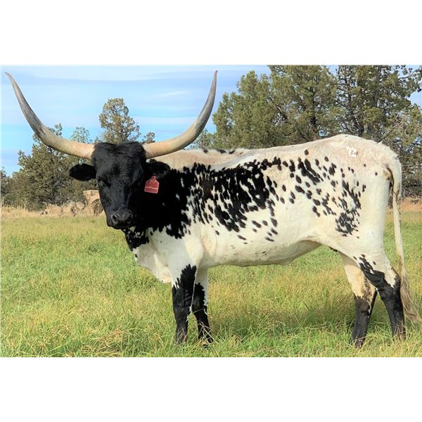 V Bar Maleficent 11/19