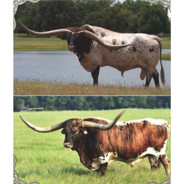 "New School" Semen Lat