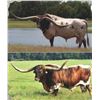 Image 1 : "New School" Semen Lat