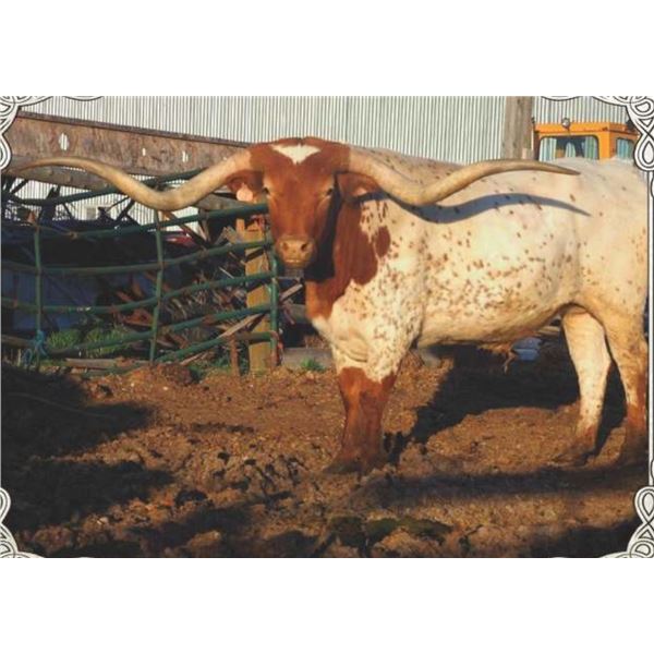 HENRY'S LITTLE STEER 609