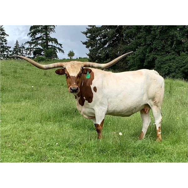 SUB LOT - RIO'S GIDGET KC3