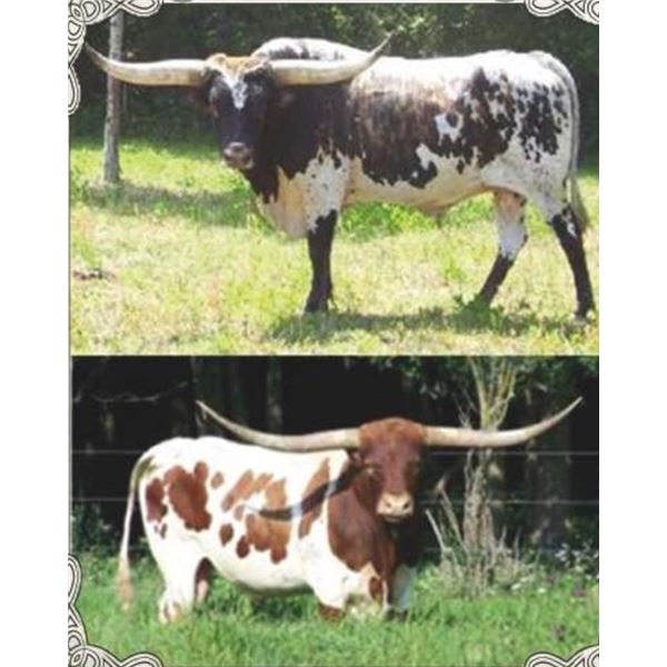 "Old School" Semen Lot