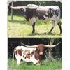 Image 1 : "Old School" Semen Lot