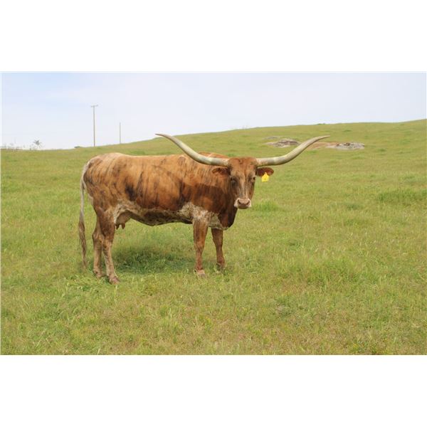 BOLERO'S DREAM TANGO