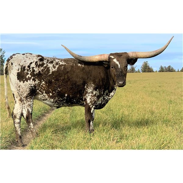 RSR Raining Fifty Chex