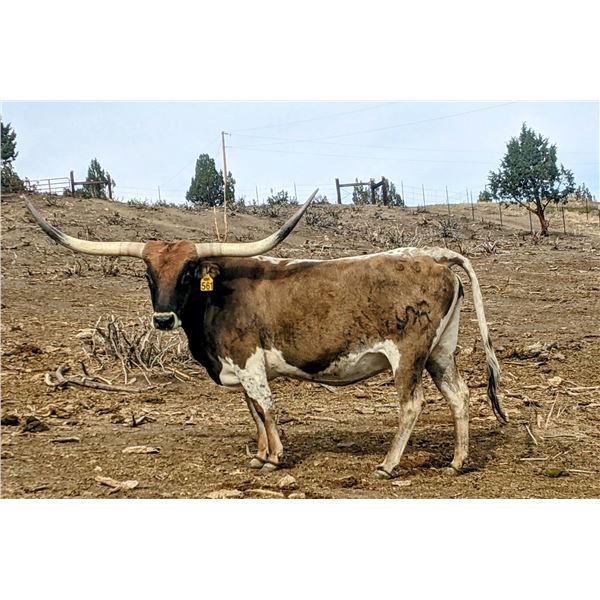 SR Blazing Rowdy 561