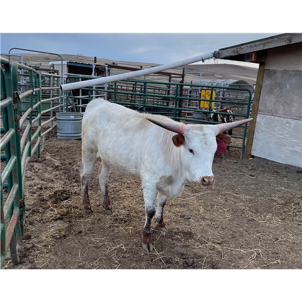 BC Frosty April Surprise