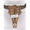 Image 10 : Arapaho Native American Painted Buffalo Skull