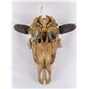 Image 9 : Arapaho Native American Painted Buffalo Skull