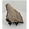 Image 1 : Petrified Wood Slab Specimen Arizona