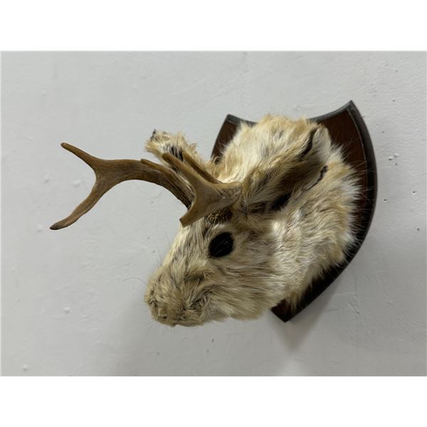 Mythical Montana Jackalope Taxidermy Mount