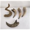 Image 1 : Collection of Montana Frontier Found Horns