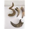 Image 2 : Collection of Montana Frontier Found Horns