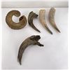 Image 4 : Collection of Montana Frontier Found Horns