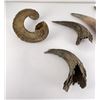 Image 6 : Collection of Montana Frontier Found Horns