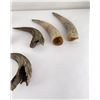 Image 7 : Collection of Montana Frontier Found Horns