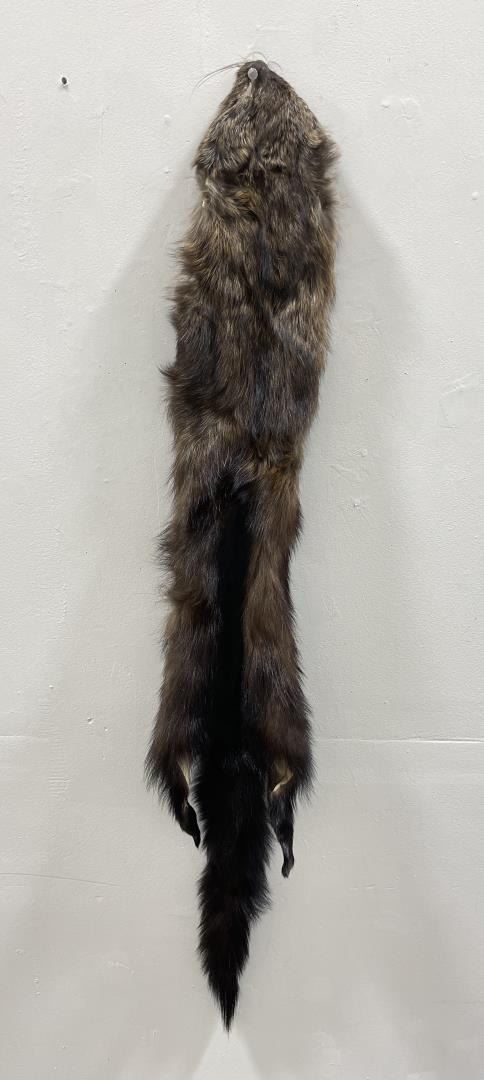Beautiful Wild Fisher Fur Pelt Taxidermy #22
