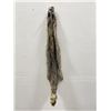 Image 1 : Montana Taxidermy Raccoon Pelt #29
