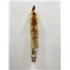 Image 1 : Beautiful Ranch Red Fox Fur Pelt Taxidermy #62