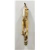 Image 2 : Beautiful Ranch Red Fox Fur Pelt Taxidermy #62