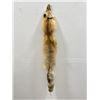 Image 1 : Beautiful Ranch Red Fox Fur Pelt Taxidermy #51