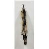 Image 2 : Beautiful Ranch Cross Fox Fur Pelt Taxidermy #57